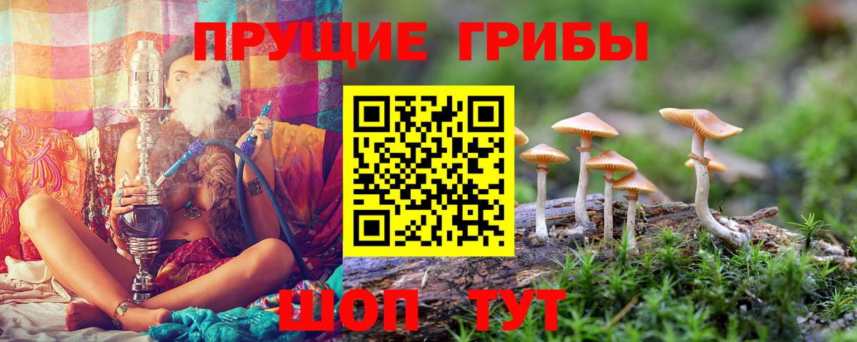 Псилоцибиновые грибы прущие грибы Бор